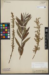 Foto von Salix purpurea L. x Salix viminalis L.